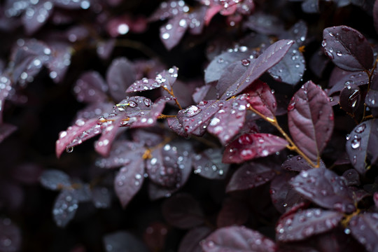 雨后的紫锦木树叶特写