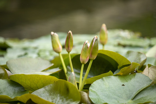 睡莲花蕾