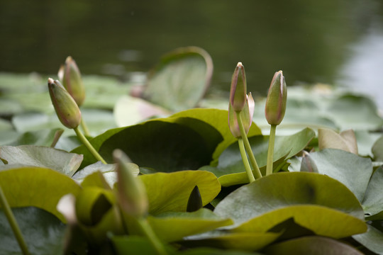 睡莲花蕾