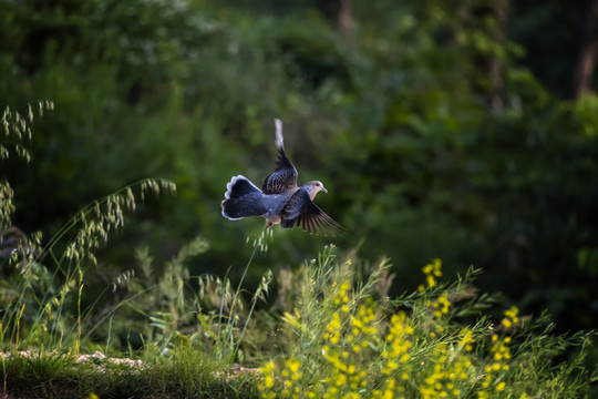 草丛中起飞的斑鸠
