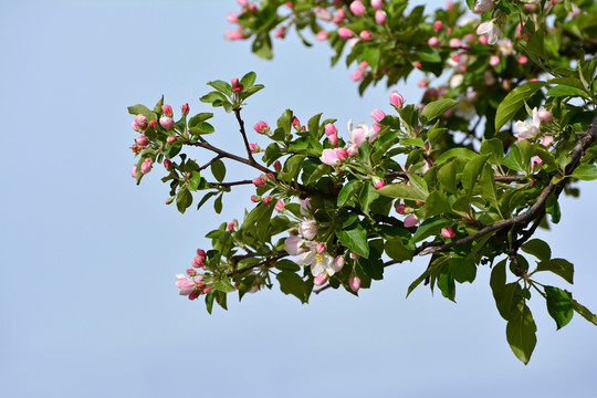 苹果花