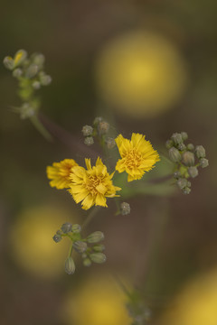 小黄花黄花