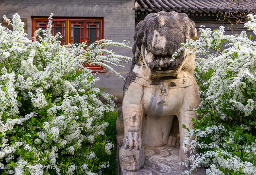 北京大学花中害羞的雄狮