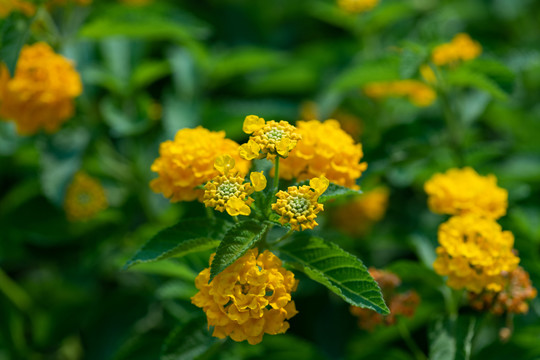 马缨丹小黄花