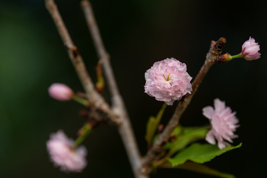 樱花