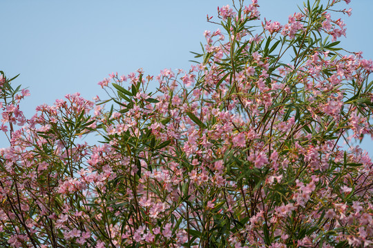 夹竹桃花