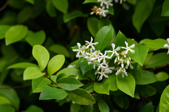 茉莉花开