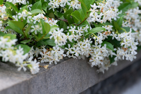 风车茉莉花丛