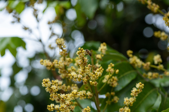 龙眼树花开