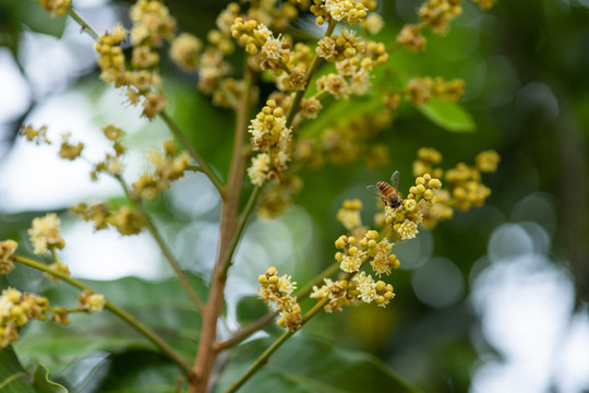 蜜蜂与龙眼花