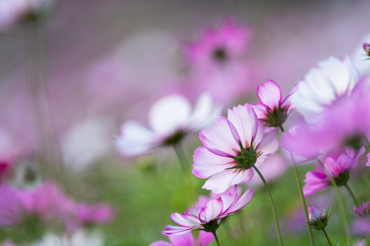 波斯菊花海