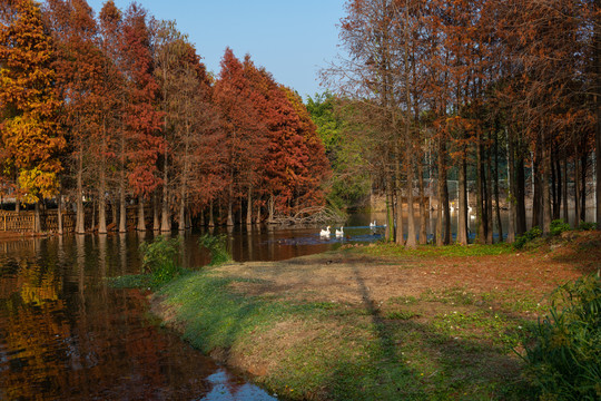 田园风光湖边红色落羽杉