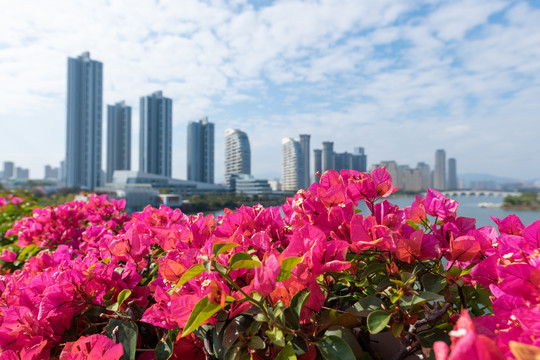 海边城市三角梅