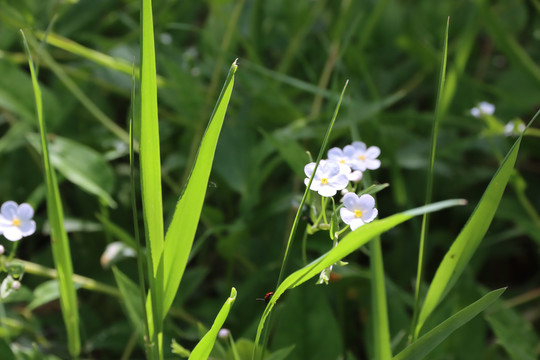 绿草白花