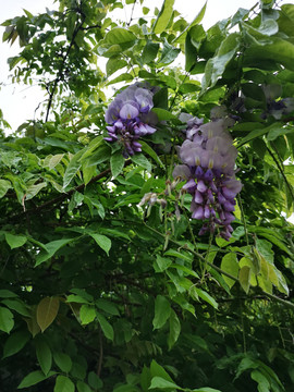 紫藤萝