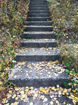 秋季石阶落叶台阶