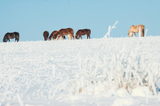 雪原马群吃草