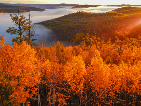 秋季清晨金色森林云海日出