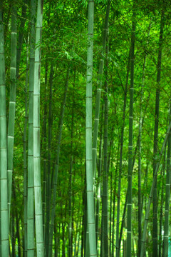 竹林