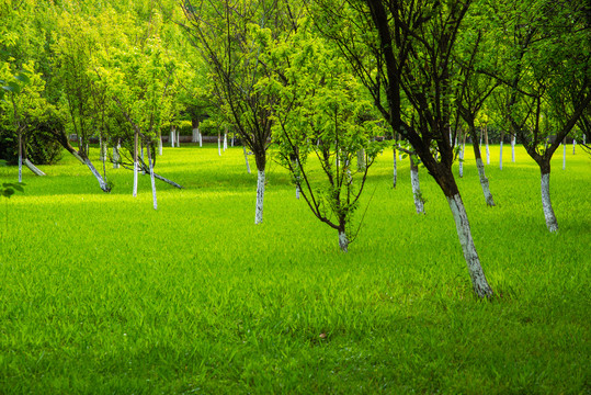绿色草坪树林