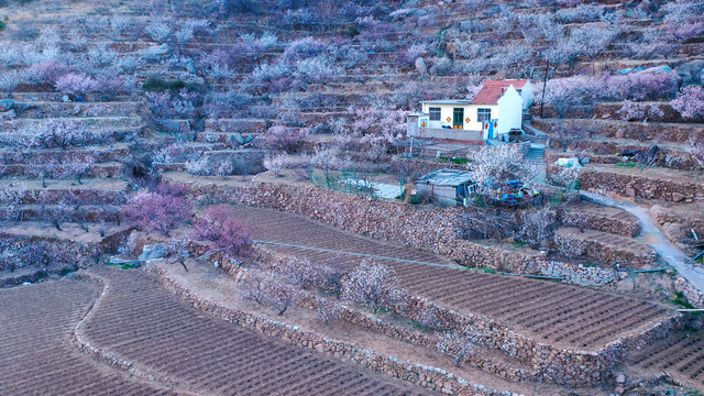 崂山北宅樱桃园