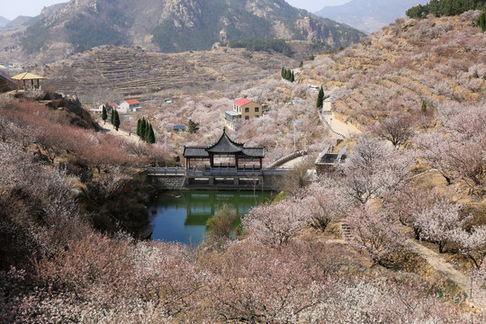 崂山大崂樱桃谷