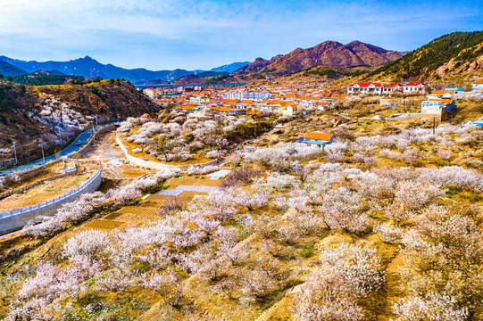 崂山北宅周哥庄樱桃