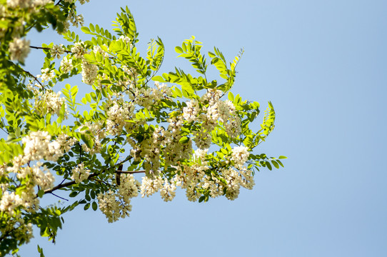 白色的槐花