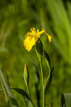 黄色的鸢尾花