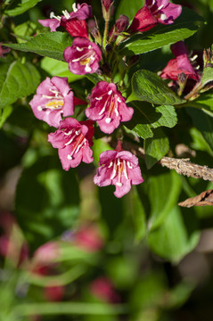 锦带花