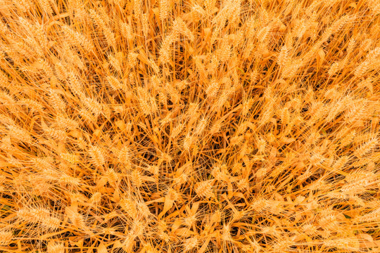 俯拍成熟小麦背景