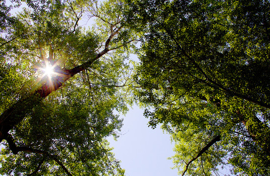 阳光穿透树林