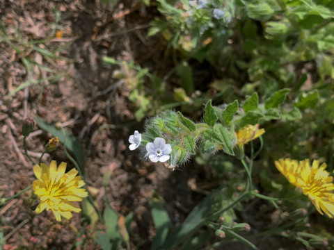 小白花