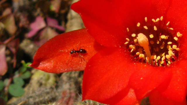 仙人指花