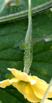 黑苦瓜开花结果