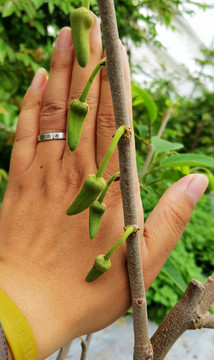 释迦果树的花蕾