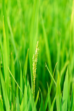 生长中的水稻