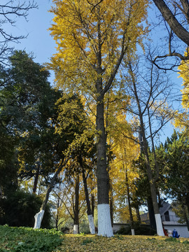 南京玄武湖