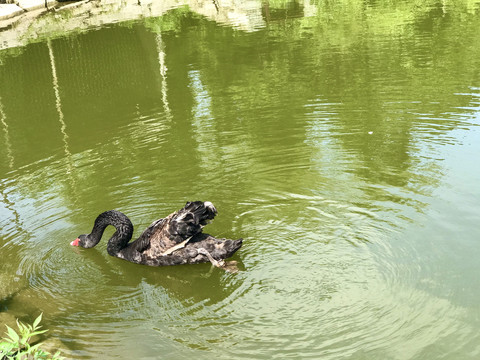 撅腚水中捕食的黑天鹅