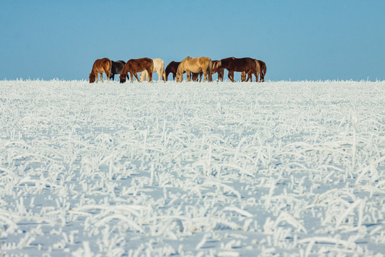 冬季草原雪原马群