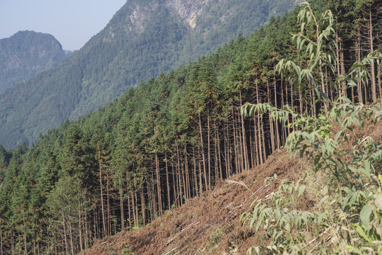 大山林场树林桉树林