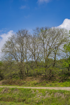 蓝天白云树木植物自然生态