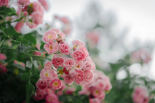 唯美浪漫蔷薇花朵