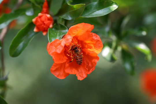 蜂恋花