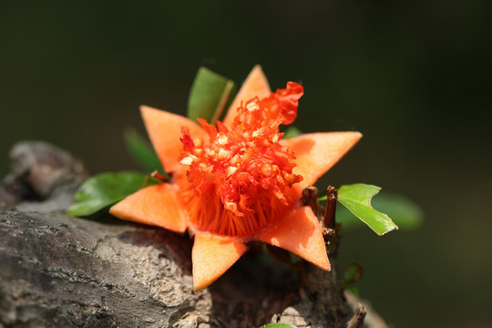 石榴花