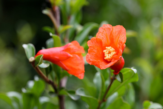 石榴花