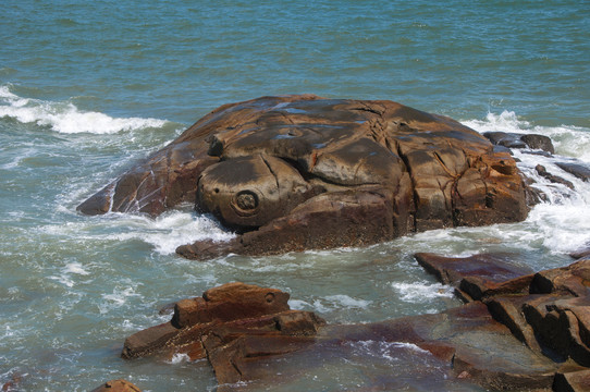 海中石龟