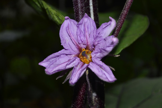 茄子花