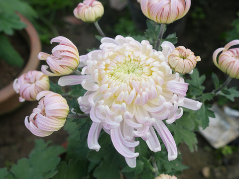 白菊花
