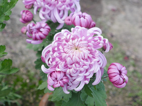 菊花